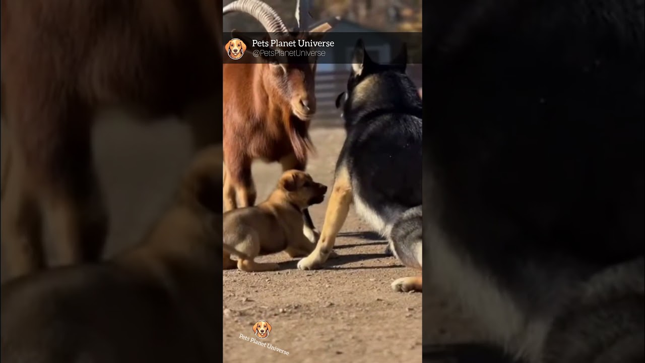 Puppy in Trouble: Dog Steps In to Block Angry Goat