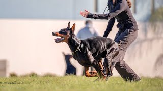 IGP1 Obedience 92 pts - Ziggy von Haanen - Doberman