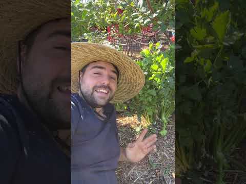 Video: Inligting oor wilde selderyplante - Is dit moontlik om wilde seldery in tuine te kweek