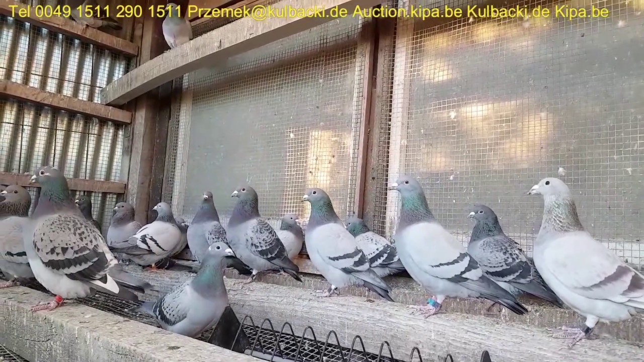 R nica Mi dzy Belgi Holandi I Niemcami The Difference Between r-nica-mi-dzy-belgi-holandi-i-niemcami-the-difference-between