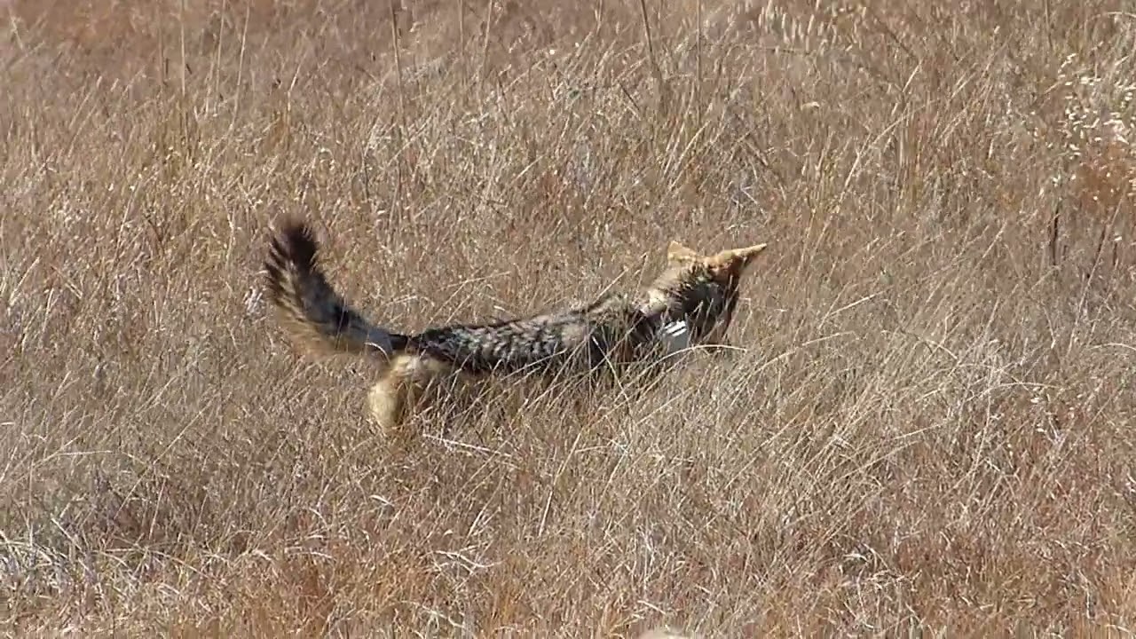 Jakkalse Addo Bergkwagga en Golden Gate