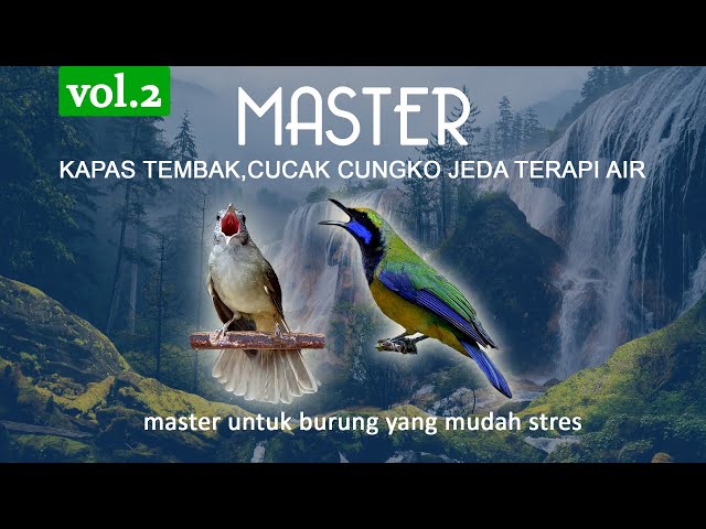 Master Vol2 Kapas Tembak, CUCAK CUNGKO  jeda terapi air. Masteran burung agar tidak stres. class=