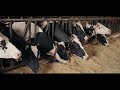 Kemzyme® One Advance: Fiber degrading enzymes for ruminants