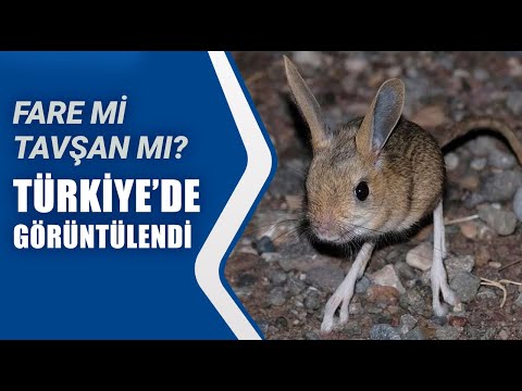 Video: Kambur tavşan bir atlama şampiyonudur