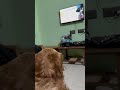 Nani | Golden Retriever | when your Natpu has same interest #metime #goldenretriever #reelitfeelit