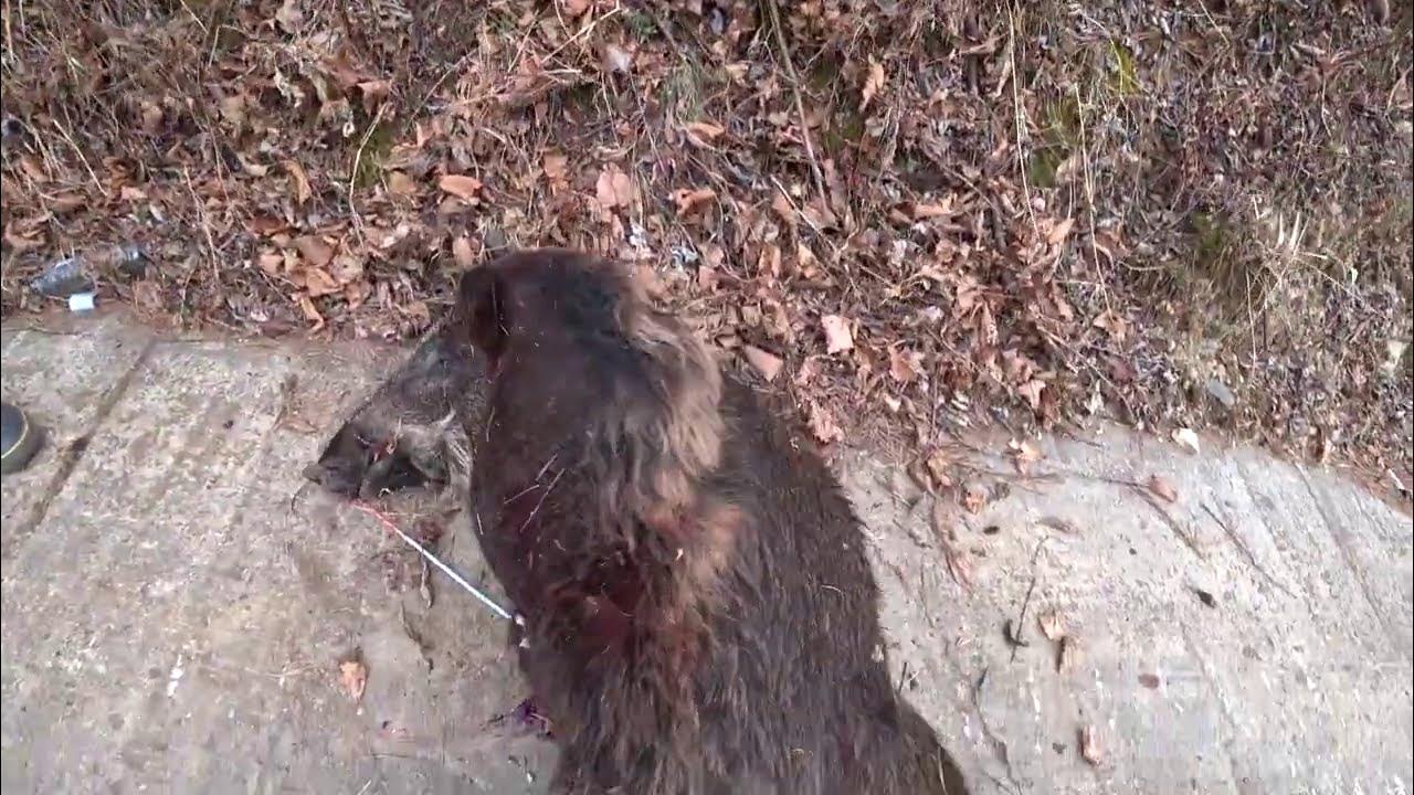 멧돼지와 술래잡기(wild boar hunting in korea) YouTube