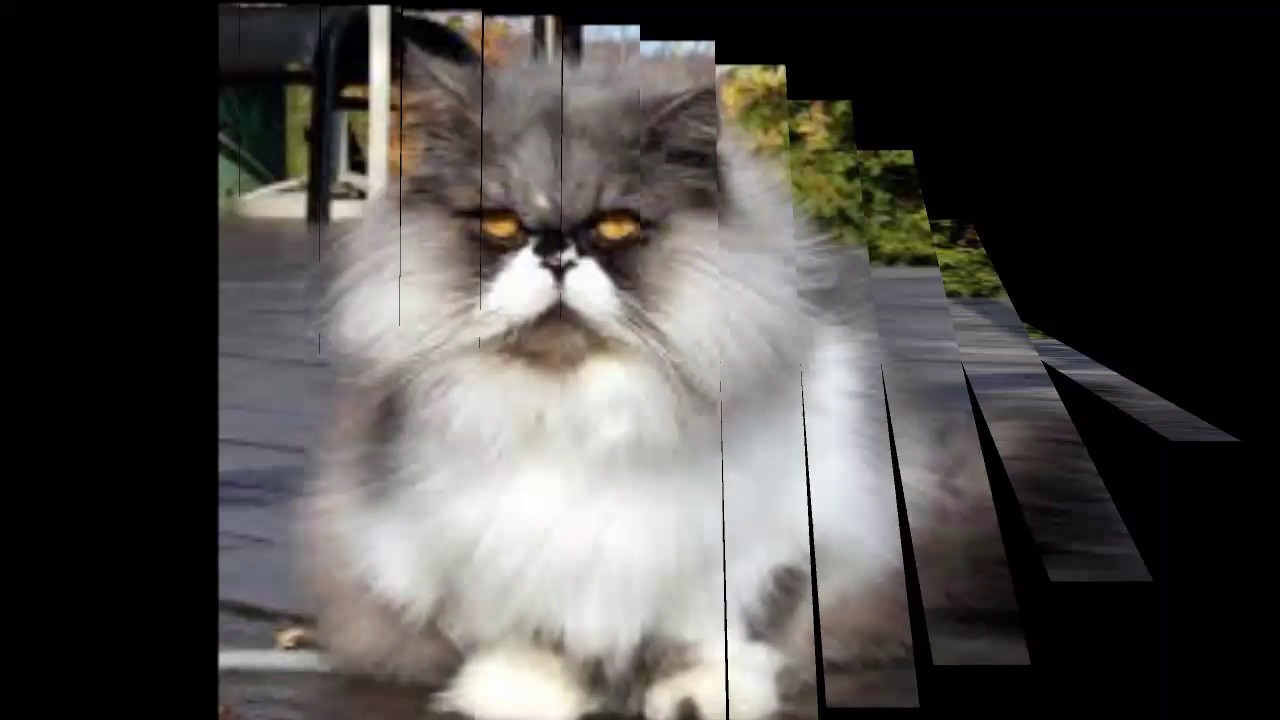 Foto Kucing Jelek