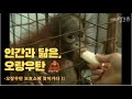 ✨끼가 넘쳐흐르는 오랑이의 일상✨ 🦧🦧 | Everyday life of joyful orangutan