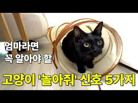 엄마라면 꼭 알아야 할 고양이 '놀아줘' 신호 5가지(우리 아이 타입은?)