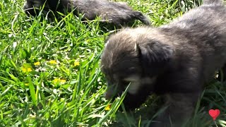 Skye Terrier puppies - born 2021/03/ part I. by Bohemia Coko 86 views 2 years ago 2 minutes, 15 seconds