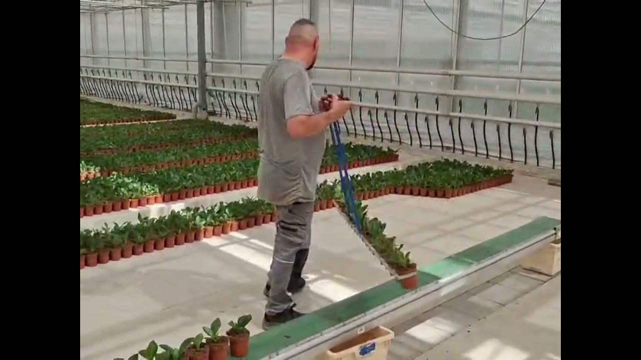 Oppotten Hortensia's