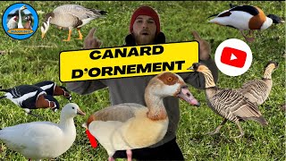 CANARD ET OIE D’ORNEMENT