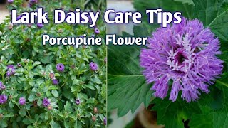 RARE PLANT Lark Daisy Care Tips||Brazilian Button Flower||Porcupine Flower