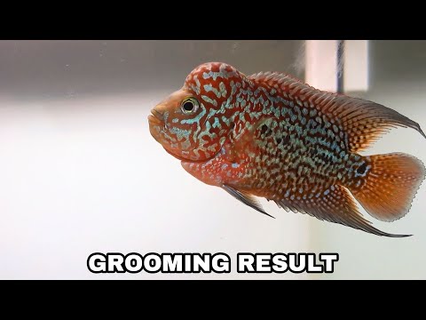 Kamfa Grooming Result - The Powerful Grooming #flowerhorn