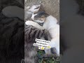 Dəcəl pişiklərimi bəyənməyi unutmayin❤️👍#catvidio #oyunsevən#maraqlıdava#funnycats #balacaDorin