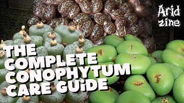 The complete guide to growing Conophytums: Conophytum care