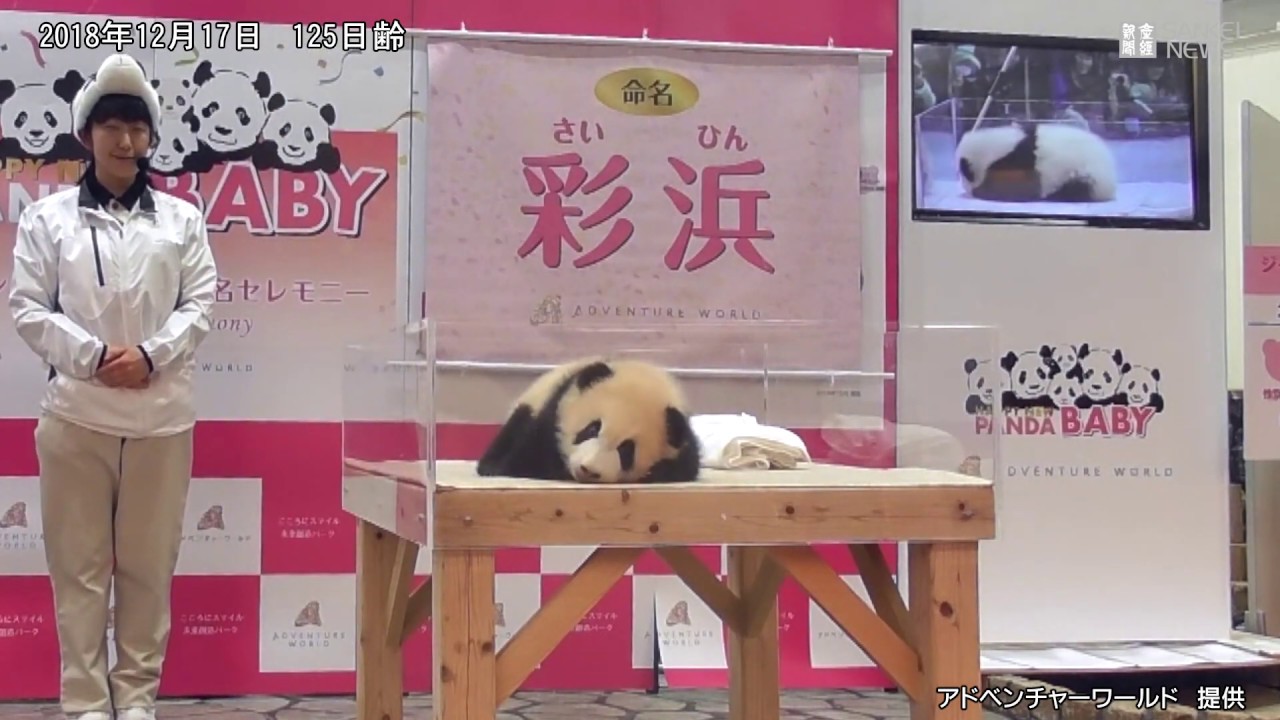 はじめまして彩浜です アドベンチャーワールド Youtube