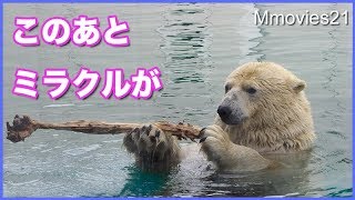必見！ララのミラクルな技　バランス感覚の優れたホッキョクグマ