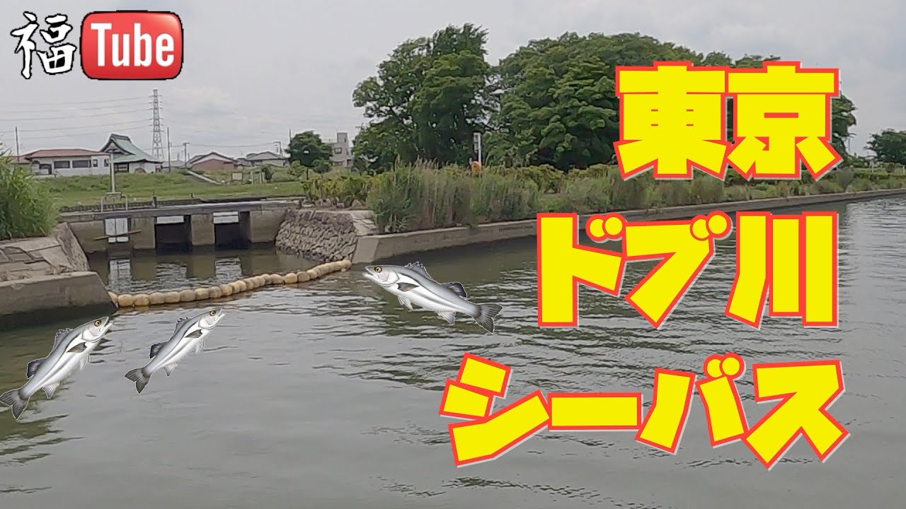 東京ドブ川シーバス釣り Youtube