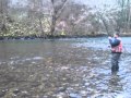 Rainbow trout fishing