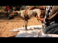 Paralysed dog rescued watch her amazing recovery please share