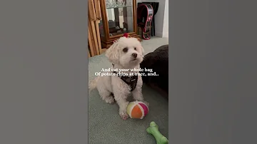 I’m not taking to you right now! Maltipoo happy dog