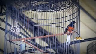 MURAI BATU FIGHTER POL ‼️ #kicaumania #muraibatu #murai #muraibatugacor #muraibatumedan