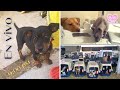 Rescate de cachorro / Recuperan más de 200 perros / Actualización de Bruce y Canela.