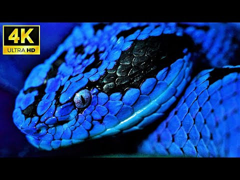 4k Snake Video Ultra hd