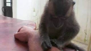 The Ingrams Baguio city. Family Pet Macaque Monkey Buster grooming me