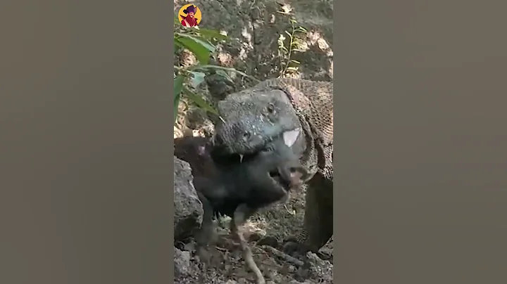 Komodo Dragon Attacks Wild Boars #shorts