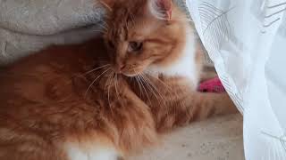 The PINK MOUSE game #mainecoon #orangecat #mainecooncat #cutecat by Maine Coon Cookie 30 views 2 years ago 2 minutes, 9 seconds