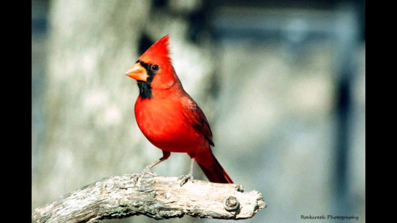 five common oklahoma birds youtube