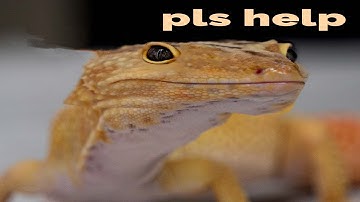 Abuse Your Leopard Gecko in 7 Easy Steps