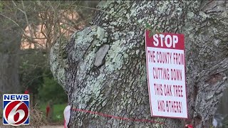 Brevard County to start trimming neighborhood trees