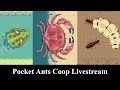 Pocket ants frog coop crab coop termite coop 04162024 livestream