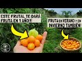 TE DARÁ FRUTA EN 1 SOLO AÑO!!! 😱 y al 2do. año TRIPLICA su CANTIDAD!! Superalimento Nativo!