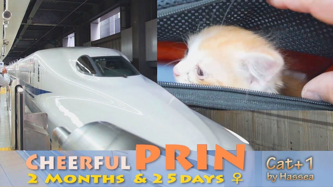 kawaii emoticons Kittens that have a cold, We are moving in the the Shinkansen.