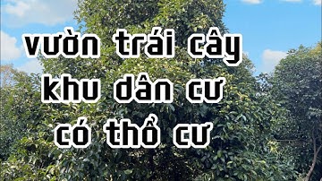 chú bình cần tiền nên giảm giá bán lô đất vườn trái cây đẹp có thổ cư ở châu đức bà rịa vũng tàu