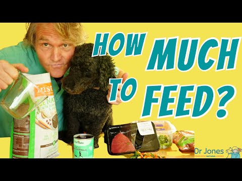 How Much To Feed Your Dog