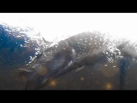 Щука молниеносно атакует живца красноперки 👈