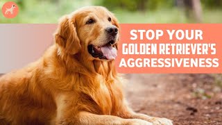 How To Stop a Golden Retriever's Agressive Behaviour