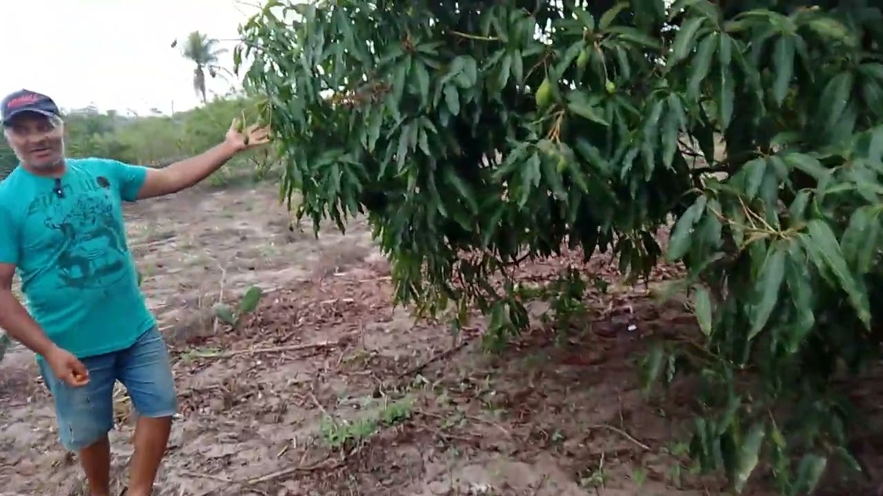 @interiordagente#vifanositio#agro#mostrando um pouco do meu sítio 🌳🌿