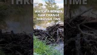 Beaver dams are constantly changing @beavertrust