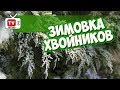 Хвойные растения зимой 🌲 Перезимуют ли хвойники в контейнере?