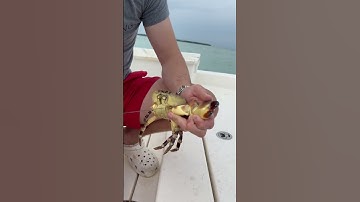 How to remove a stone crab claw so easily! #shorts #crab #ocean