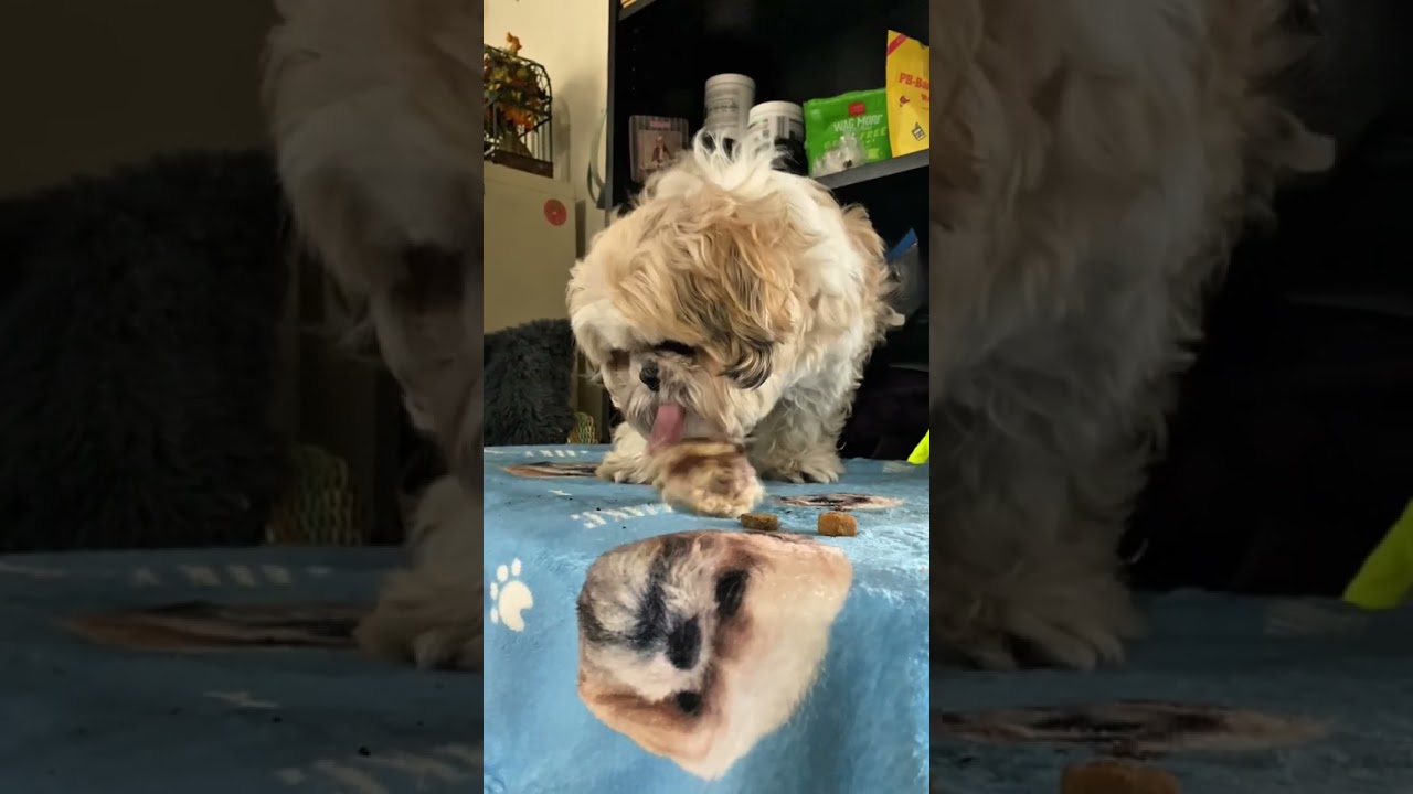 Dad have me a big bone and some bone broth. Mmmmmmm. I love my Dad 