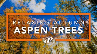 Autumn Aspen Trees in the Wind (Ambient Nature Sounds) — Kenosha Pass, Colorado 4K UHD