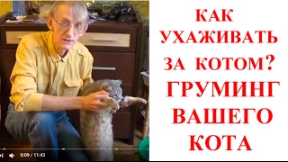Как Ухаживать За Котом? Как Провести Груминг или Вычесывание для Кота? Как Ухаживать За Котом? Как Провести Груминг или Вычесывание для Кота?