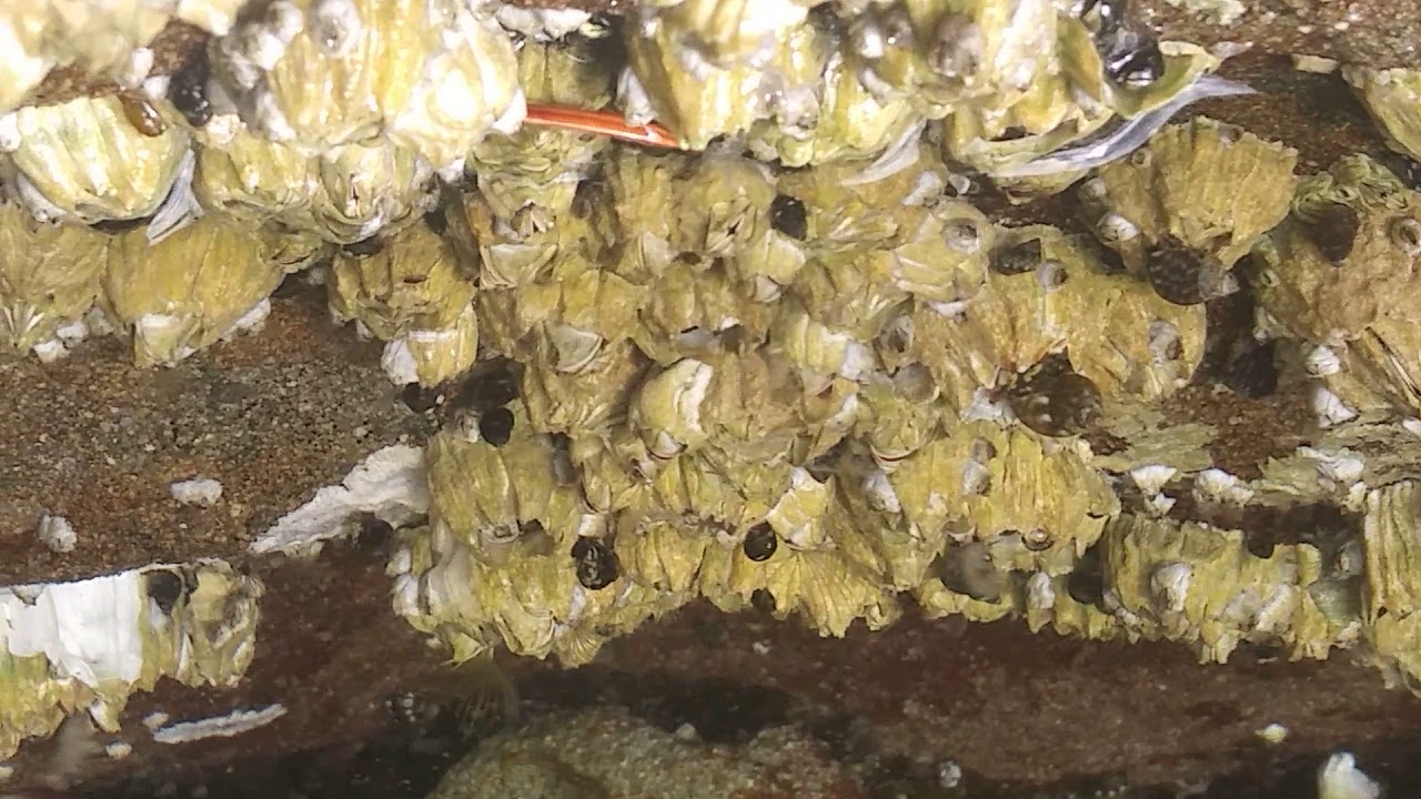 Acorn Barnacles, Balanus glandula, feeding - YouTube